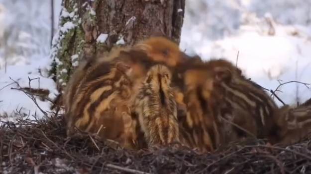 RMF Extra: Jak śpią dziki? Urocze nagranie z warchlakami robi furorę w sieci! [WIDEO]