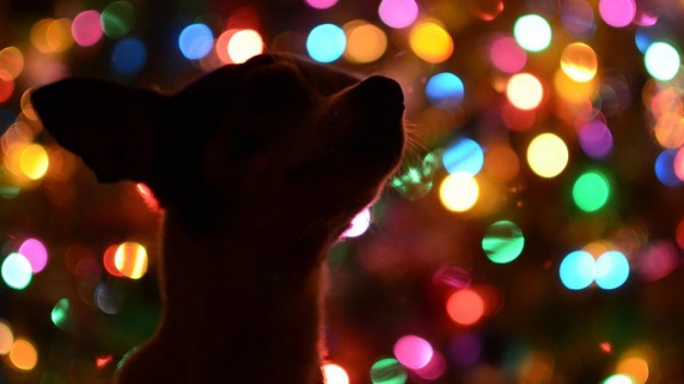 RMF Extra: Pawsecco i Bottom Sniffer: nietypowe prezenty dla zwierzaków na Święta!