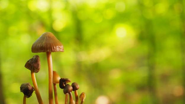 RMF Extra: Jeden z najdroższych grzybów świata ukrywa się w polskich lasach. Jest warty prawie 10 tysięcy złotych!