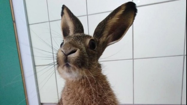 RMF Extra: Dzieci traktowały zająca jak zabawkę. Zwierzę było w stanie krytycznym 