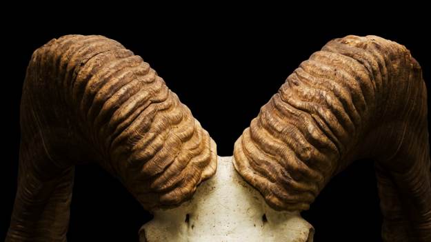 RMF Extra: Na głowie mężczyzny wyrosły rogi jak u kozła. Sięgały mu do ust. Zmarł po ich wycięciu