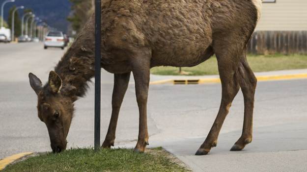 RMF Extra: W Ustce po porcie spacerowały łosie [FOTO]
