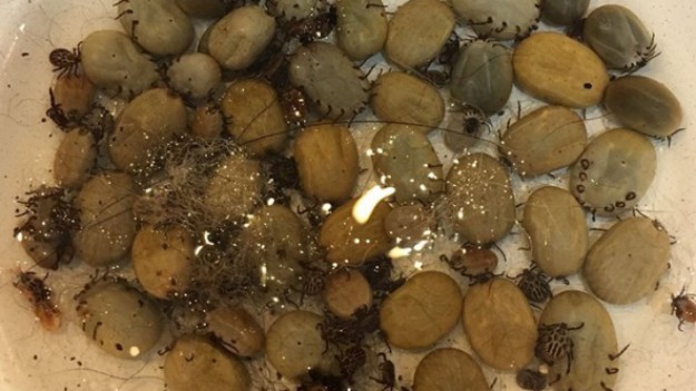 RMF Extra: Kleszcze już atakują. "To tylko kleszcze wyjęte z kilku pacjentów"