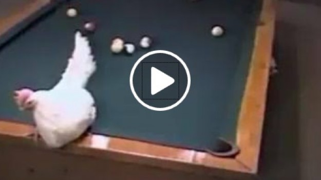 RMF Extra: Kura wygrała w bilarda! 