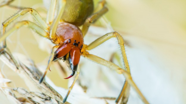 RMF Extra: Niebezpieczny gatunek pająka w Polsce! Dlaczego lepiej uważać na kolczaka zbrojnego?