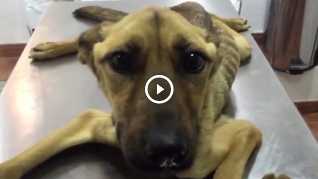 RMF Extra: Ten szczeniak był głodzony!!!