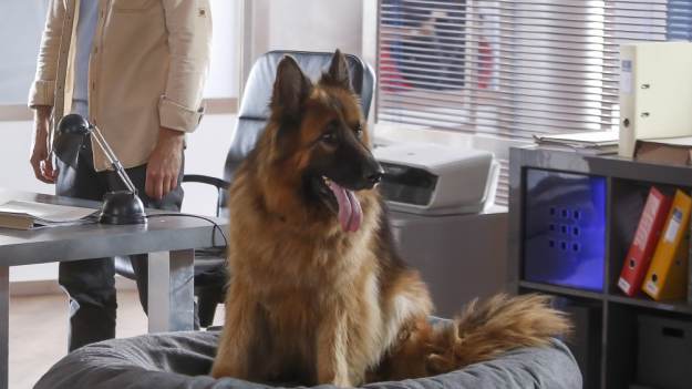 RMF Extra: "Komisarz Alex". Tego opiekuna Alexa nikt nie pamięta. Ledwo przeżył tę stratę