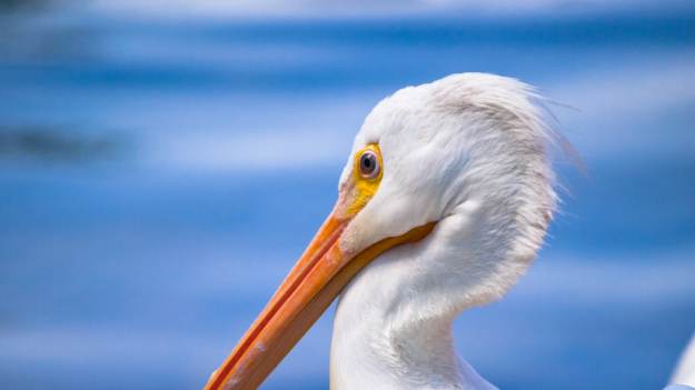 RMF Extra: Pelikan uciekł z zoo. Nie zamierza tam wracać. Jest specjalny apel [FOTO]