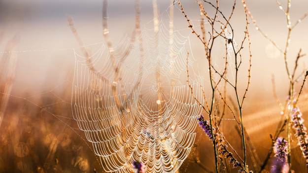 RMF Extra: Ten pająk do złudzenia przypomina czarną wdowę. Występuje w Polsce! [FOTO] 