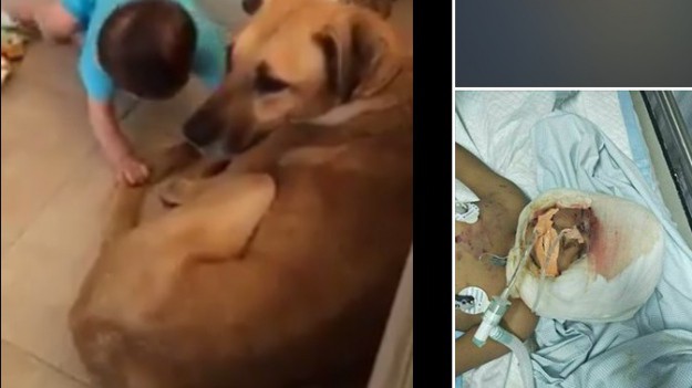 RMF Extra: Matka zbagatelizowała sygnały ostrzegawcze psa. Skończyło się tragedią!