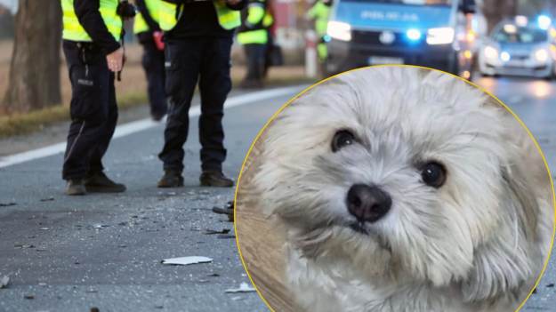 RMF Extra: Nowe wieści ws. Henia - psa, który zaginął po wypadku samochodowym. Właścicielka prosi o pomoc!