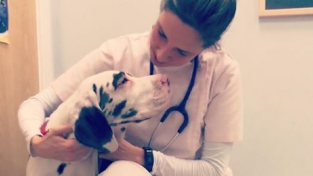 RMF Extra: Skomplikowana operacja bezdomnej suczki w Kaliszu