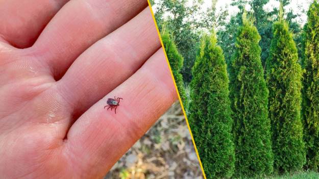 RMF Extra: Te rośliny to raj dla kleszczy! Sprawdź, czego nie sadzić w ogrodzie