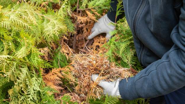 RMF Extra: Dlaczego tuje brązowieją od środka? To może być wina „niebezpiecznego przeciwnika”