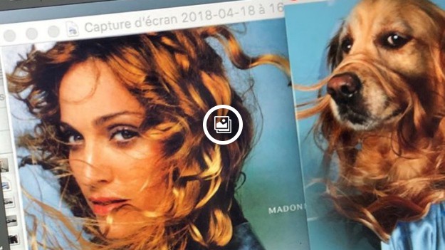 RMF Extra: "Maxdonna": Pies, który pozuje jak Madonna?! Co na to piosenkarka?