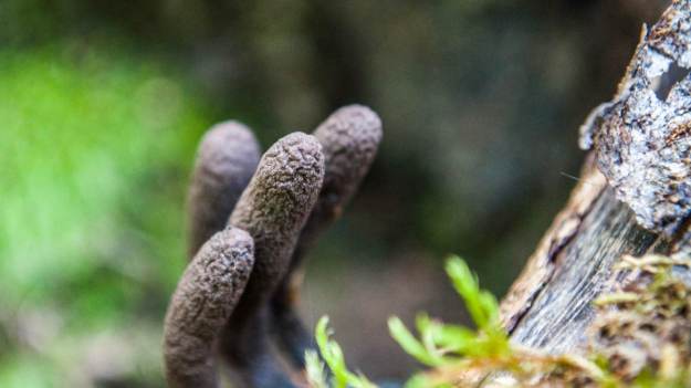 RMF Extra: Grzyb jak z horroru. Palce umarlaka można spotkać w polskich lasach [FOTO] 