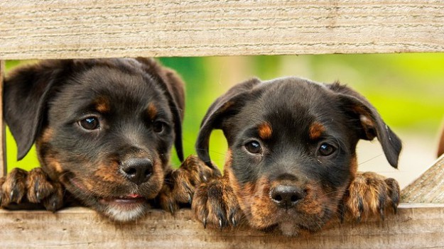 RMF Extra: Twój pupil zasługuje na miano "Najbardziej Niesamowitego Psa Świata"? Facebook zachęca: Zgłoś go do konkursu i wygraj 100 tysięcy dolarów!