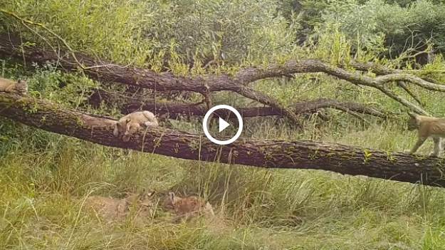 RMF Extra: Diana wśród szalejących kociąt! Fotopułapka nagrała samicę rysia z pięciorgiem młodych [WIDEO]