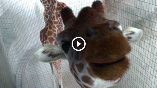 RMF Extra: Akrobacje wodne zwierząt 