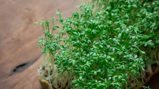 RMF Extra: Nie wyrzucaj rzeżuchy po Wielkanocy! Te przepisy to prawdziwy hit