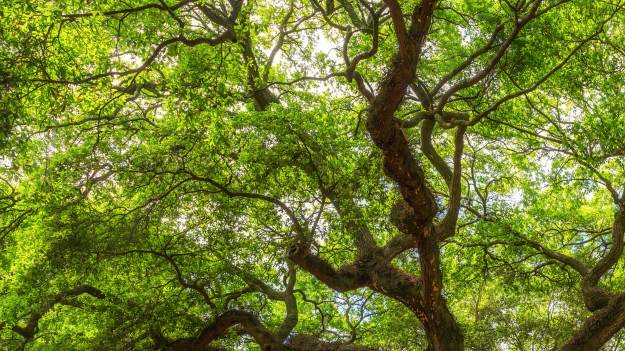 RMF Extra: Dąb Dunin z Podlasia wybrany Europejskim Drzewem Roku. Oddano rekordową liczbę głosów! [FOTO]