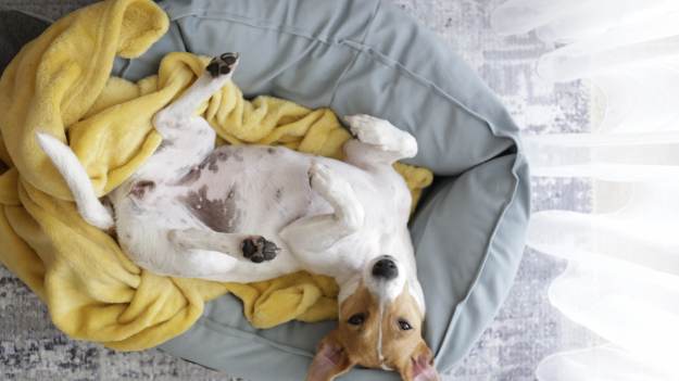 Co oznacza, gdy pies śpi na plecach? To ważny..