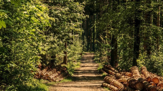 RMF Extra: Chiny walczą o polepszenie wizerunku? Zasadzą las wielkości Irlandii