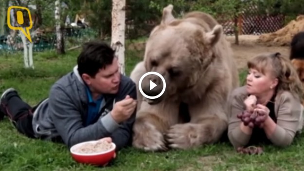 RMF Extra: Jedni mają psa albo kota... oni od 23 lat mieszkają z niedźwiedziem!
