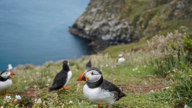 RMF Extra: Niecodzienna oferta. Darmowe zamieszkanie na Wyspie Skomer 