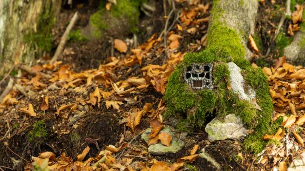 RMF Extra: Trzynogie zwierzę w lesie. Materiał z fotopułapki zaskoczył internautów! [WIDEO]