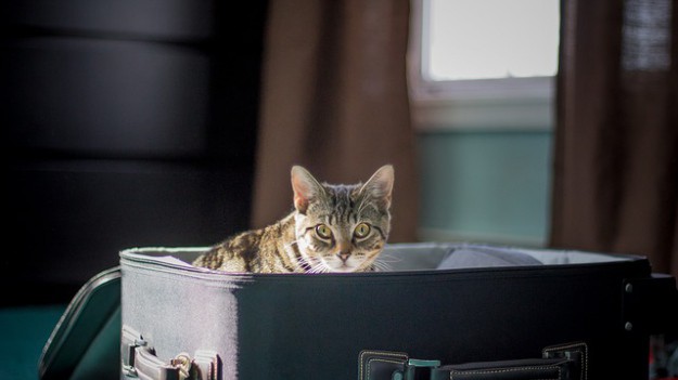 RMF Extra: Kot-gapowicz w samolocie. Leciał z Lublina do Warszawy