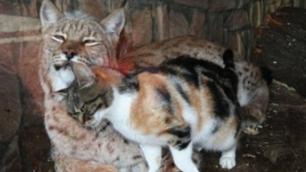 RMF Extra: Koci świat 