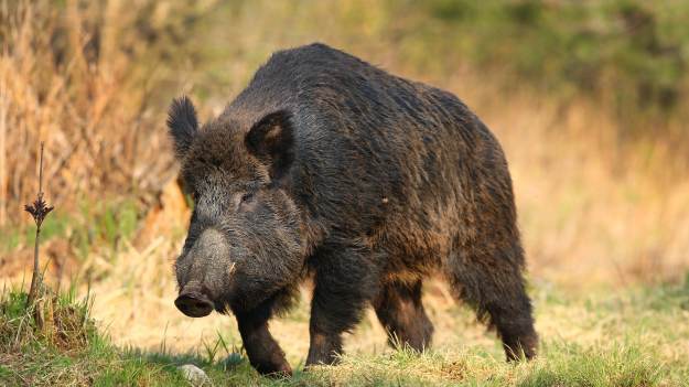 RMF Extra: Wróciła do domu. Na kanapie w salonie odpoczywał dzik [FOTO]