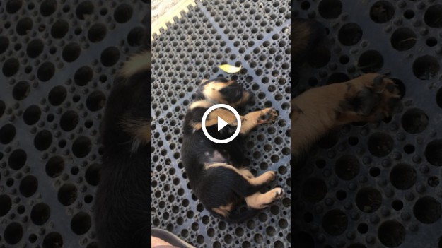 RMF Extra: Szczeniak jest tak zmęczony zabawą, że zasypia!