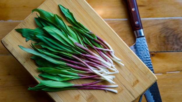 RMF Extra: Sezon właśnie się zaczął. To naturalny antybiotyk z polskich lasów