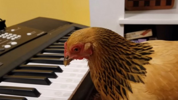 RMF Extra: To nie żart. Ta kura potrafi grać na pianinie!