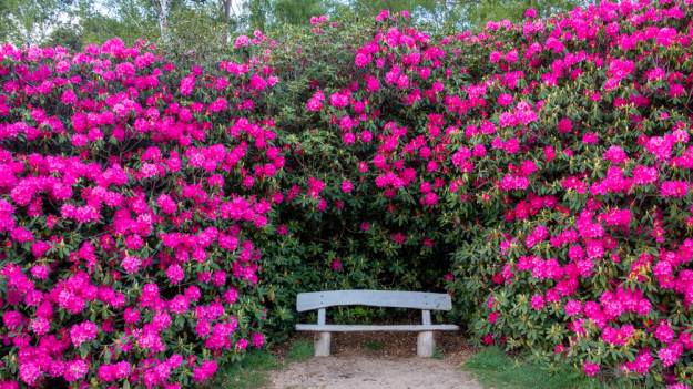 RMF Extra: Jak uratować rododendron? Praktyczne wskazówki
