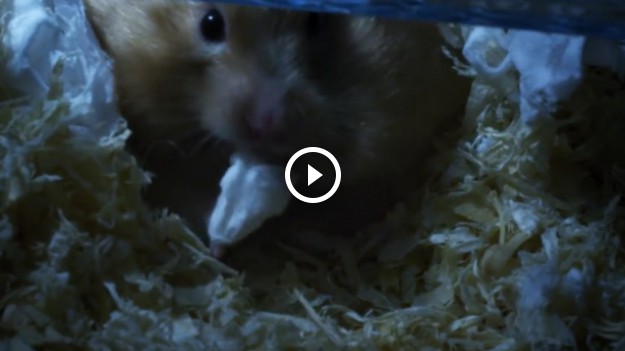 RMF Extra: Co robią zwierzęta domowe kiedy nie patrzysz?! 