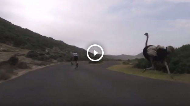 RMF Extra: Krwiożerczy struś w pogoni za turystami. Jak skończył się ten pościg?!