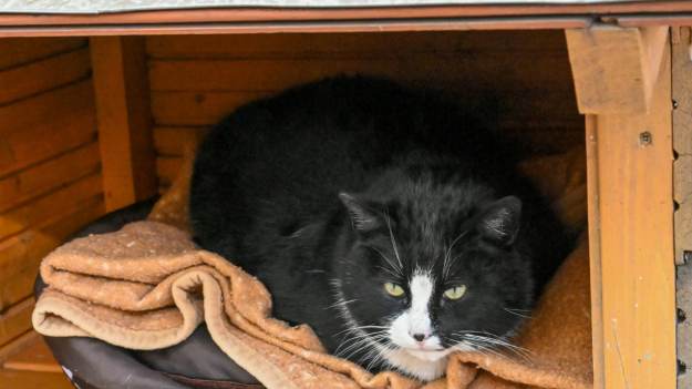 RMF Extra: Ten kot rozkochał w sobie cały świat. Gacek powraca do centrum Szczecina