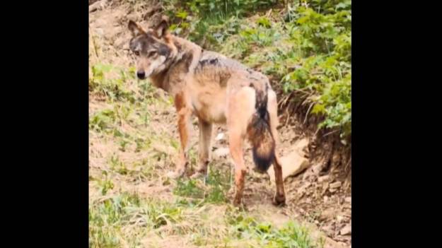 RMF Extra: Wilk przy samej drodze! Nietypowe zachowanie drapieżnika: "Niesamowite spotkanie" [WIDEO]