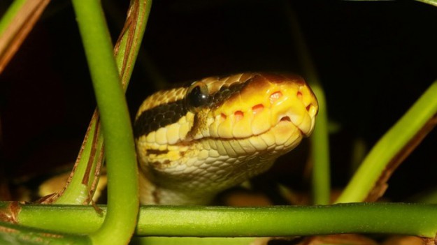 RMF Extra: Znaleziono Pytona Tygrysiego! To wąż poszukiwany od kilku miesięcy?