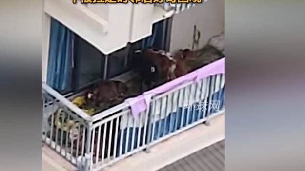 RMF Extra: Z balkonu zrobił oborę. Zdradziło go muczenie i zapach obornika [WIDEO]