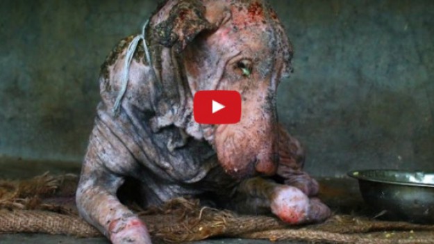 RMF Extra: Ten piesek był na skraju śmierci! 