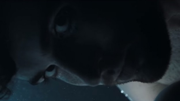 RMF Extra: Eurowizja 2019: Nagi, romantyczny i piekielnie przystojny. Holender tegorocznym faworytem