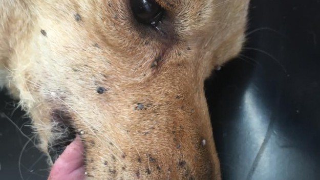 RMF Extra: Z ciała tego psa usunięto pół tysiąca kleszczy. Zdjęcia sprzed zabiegu szokują