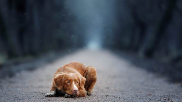 RMF Extra: Pomoc nadeszła w ostatniej chwili. Pies nie był już w stanie ustać na nogach