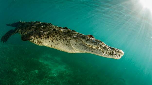 RMF Extra: Krokodyl zaatakował nurka. Mężczyźnie udało się wyrwać głowę z paszczy gada