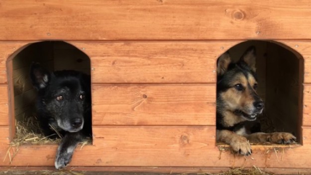 RMF Extra: Adoptowany pies uciekł, by wrócić do schroniska. Tam czekała na niego ukochana