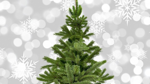 RMF Extra: Poświąteczna zbiórka choinek w doniczkach w Łodzi. O co chodzi?